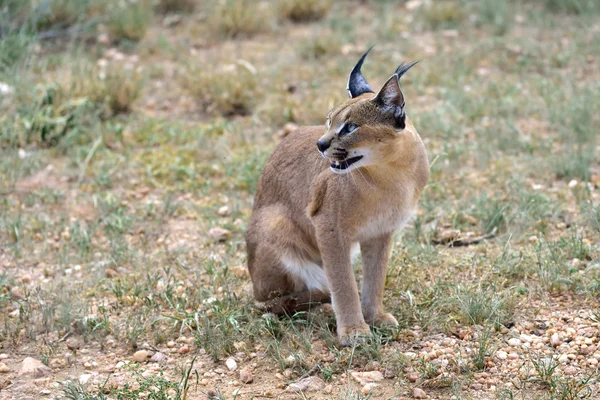 Karakal w Namibii — Zdjęcie stockowe