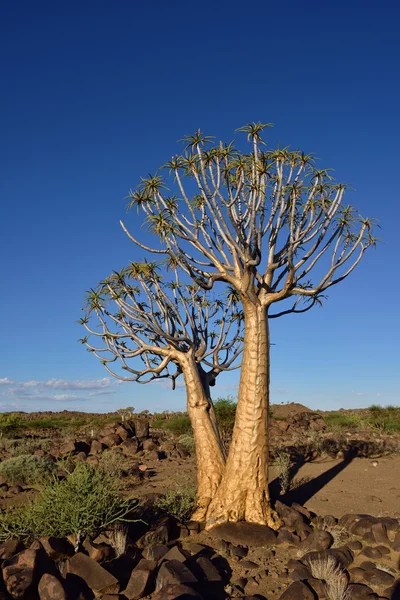 Quiver Tree Forest Namíbia — Fotografia de Stock