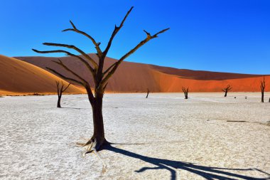 Deadvlei, Sossusvlei. Namibya