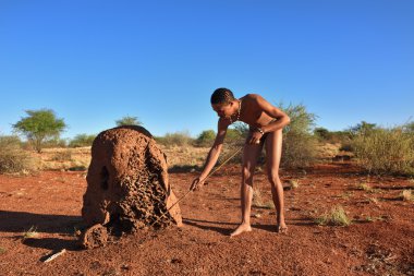Buşman avcı, kalahari Çölü, Namibya