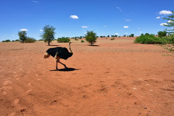 Kalahari Çölü, Namibya — Stok fotoğraf