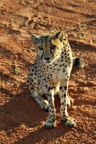 África. Namíbia. Cheetah... — Fotografia de Stock