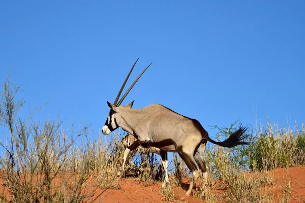 Un Gemsbok (Oryx gazella ) — Photo