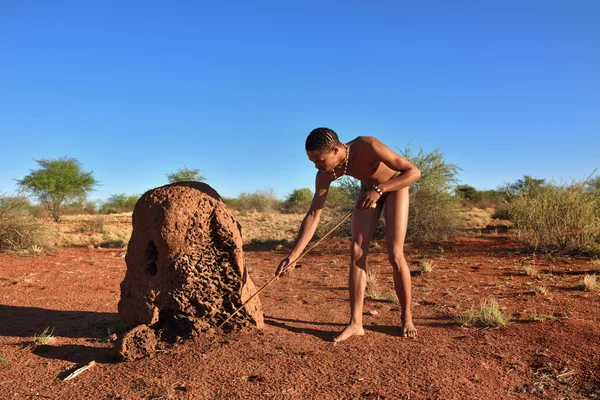 Buşman avcı, kalahari Çölü, Namibya — Stok fotoğraf