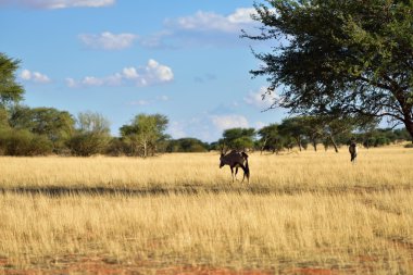 Gemsbok (Oryx gazella) 