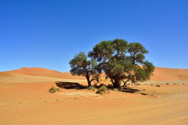 Sossusvlei, Namib Naukluft Milli Parkı, Namibya
