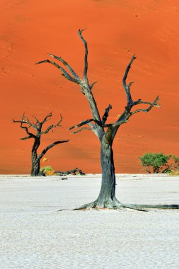 Deadvlei, Sossusvlei. Namibya