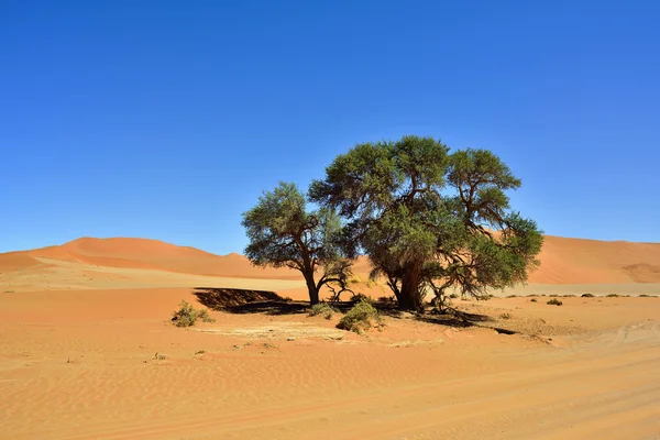 Sossusvlei, Namib Naukluft Milli Parkı, Namibya — Stok fotoğraf