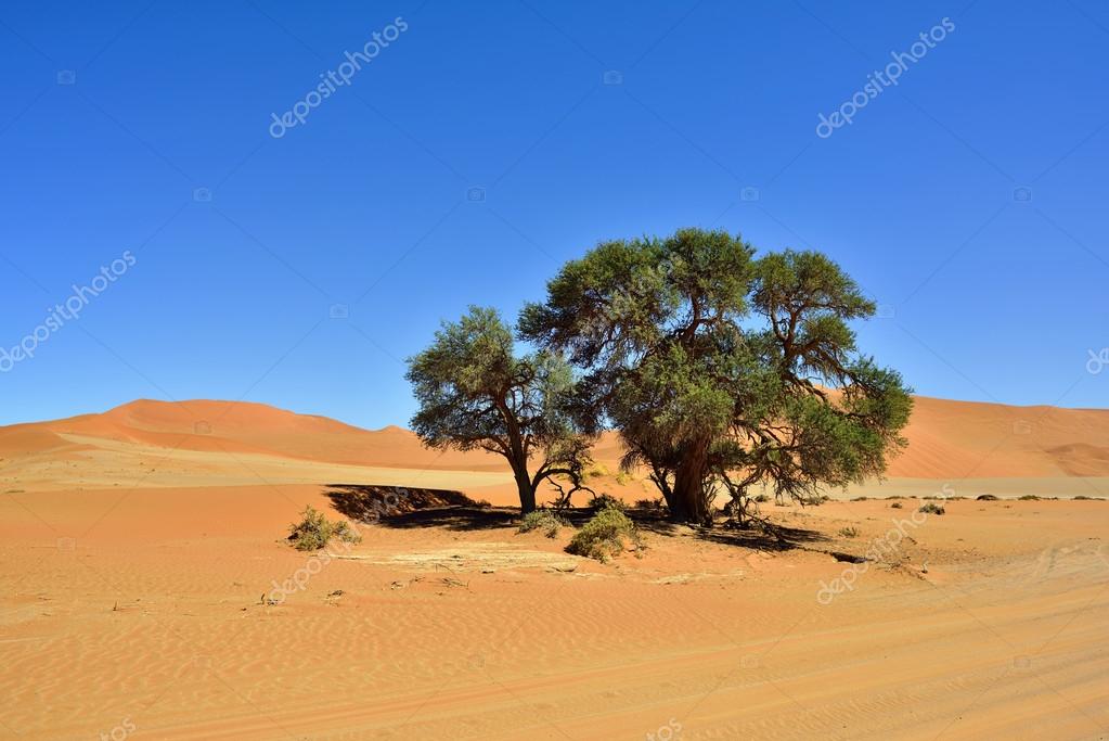 SOSSUSVLEI NAMIB NAUKLUFT NATIONAL PARK NAMIBIA visual data 2