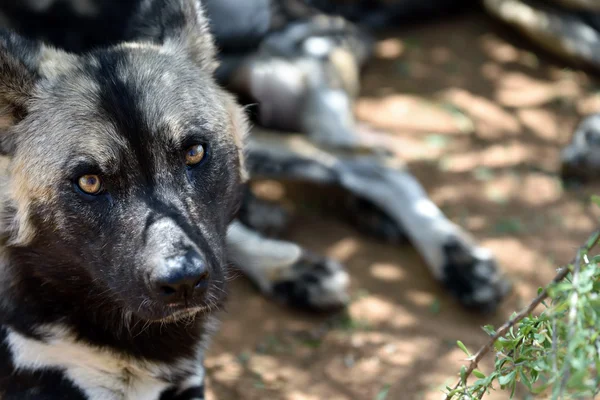 Perro salvaje africano — Foto de Stock