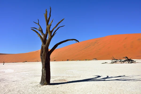 Deadvlei, Sossusvlei. Namibia — Stock Photo, Image