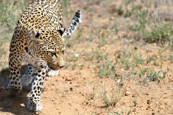 Afrika. Namibya. leopar — Stok fotoğraf