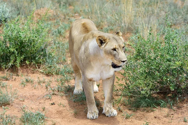 Dişi aslan Bush, Namibya — Stok fotoğraf