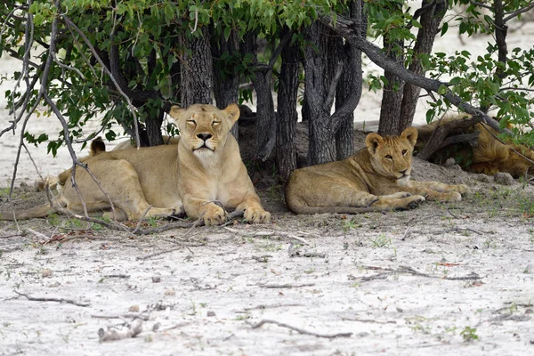 Orgoglio dei leoni, Namibia — Foto Stock