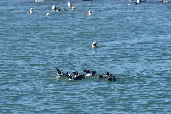 Jackass penguins Namibia, Africa — Stock Photo, Image