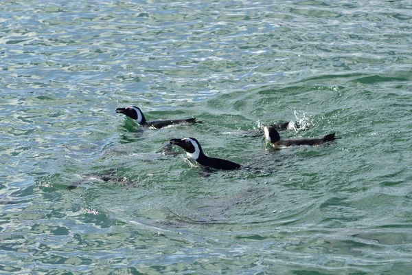 Pingüinos payaso, Namibia, África — Foto de Stock