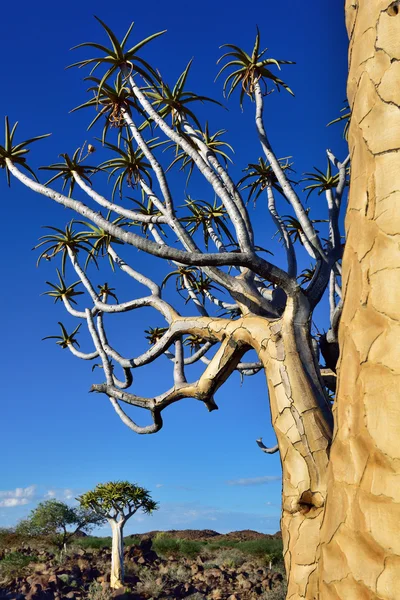 Forêt de carquois Namibie — Photo