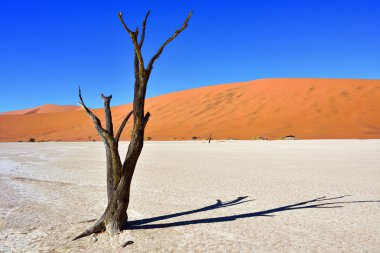 Deadvlei, Sossusvlei. Namibya