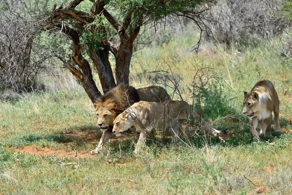Aslan, Afrika nın gururu — Stok fotoğraf