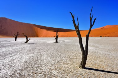 Deadvlei, Sossusvlei. Namibya
