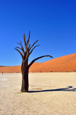 Deadvlei, Sossusvlei. Namibya