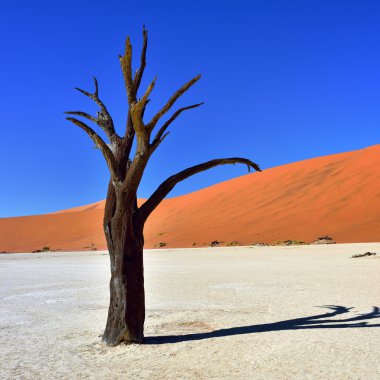 Deadvlei, Sossusvlei. Namibya