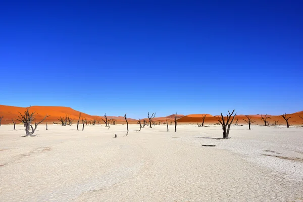 Deadvlei, Sossusvlei 나미비아 — 스톡 사진