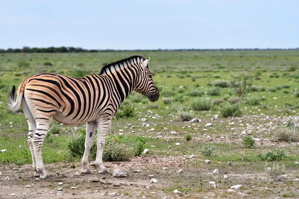 Zebra v Etosha v Namibii — Stock fotografie