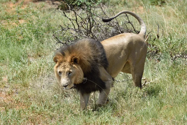 Mężczyzna lew, Namibia — Zdjęcie stockowe