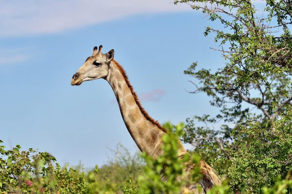Жираф в Намибии — стоковое фото