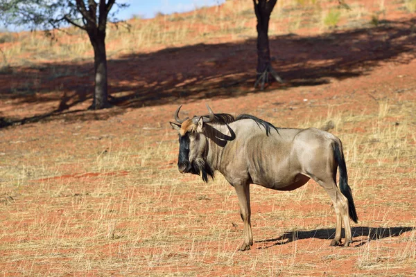 Mavi wildebeest antilop — Stok fotoğraf