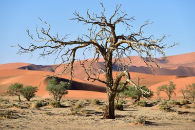 Namib-Naukluft Milli Parkı, Namibya, Afrika.