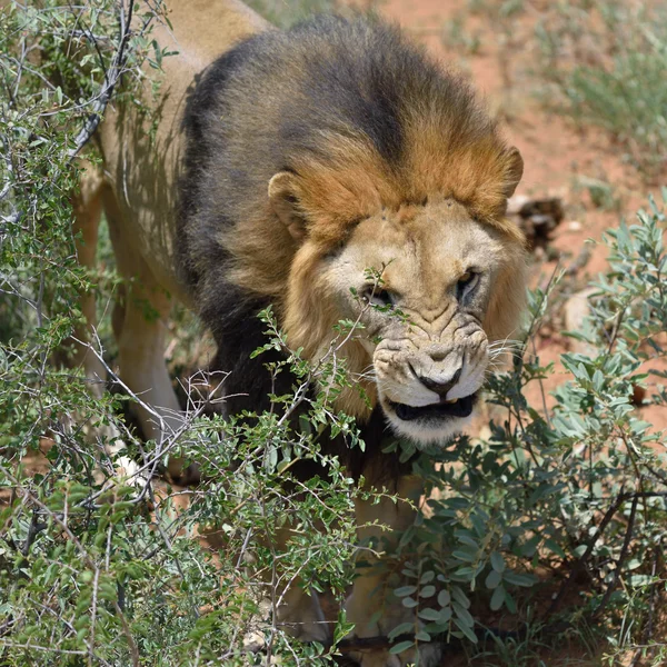 Мужской лев, Намибия — стоковое фото