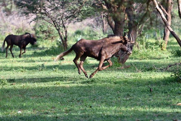 Africké přírody, Namibie — Stock fotografie