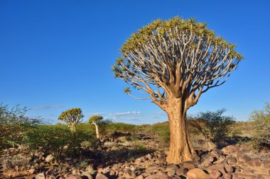 Titreme ağaç orman Namibya 
