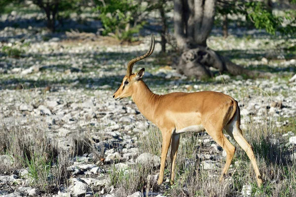 Καφέ impala, Ναμίμπια — Φωτογραφία Αρχείου