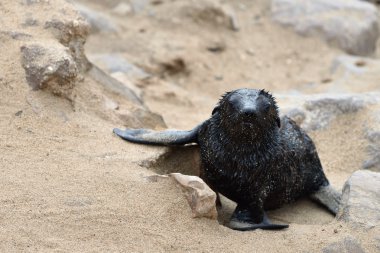 Bebek cape kürk mühür