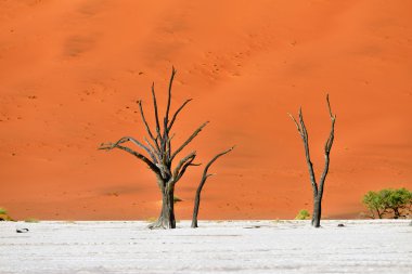 Sossusvlei, Namib Naukluft Milli Parkı, Namibya