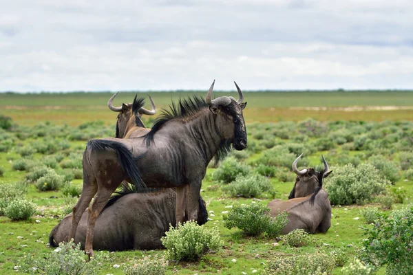 Mavi wildebeest antilop, Afrika — Stok fotoğraf