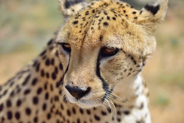 Afrika. Namibya. Çita — Stok fotoğraf