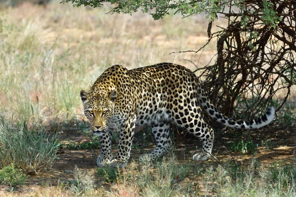 África. Namíbia. leopardo — Fotografia de Stock