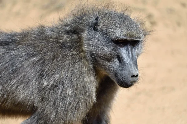 Retrato de babuíno, Namíbia — Fotografia de Stock