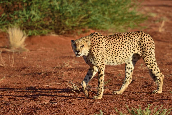 Afrika. Namibya. Çita — Stok fotoğraf