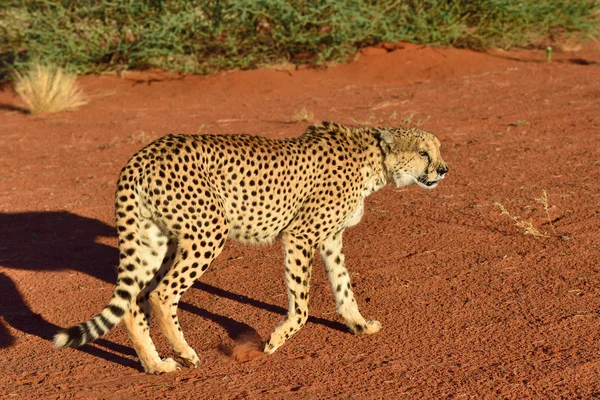 Afrika. Namibya. Çita — Stok fotoğraf