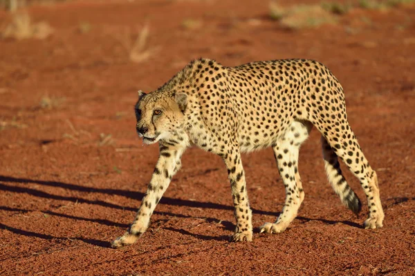 África. Namíbia. Cheetah... — Fotografia de Stock