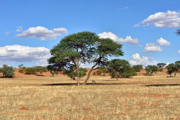 Kalahári sivatagban, Namíbia — Stock Fotó