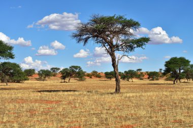 Kalahari Çölü, Namibya