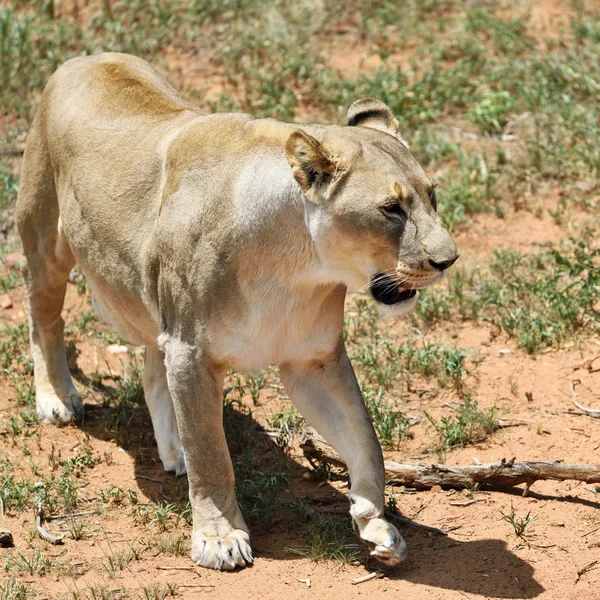 Oroszlán, Namíbia, Afrika — Stock Fotó