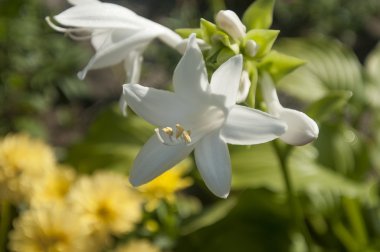 yazın güneşli havalarda bahçede çiçek alan vurdu