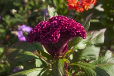 yazın güneşli havalarda bahçede çiçek alan vurdu